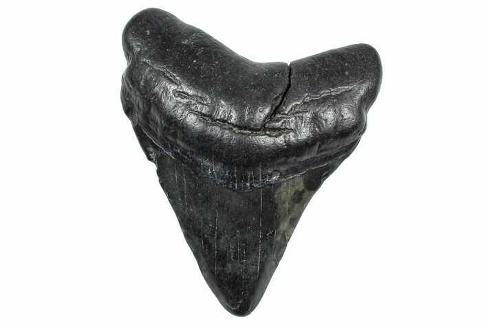 Fossil Megalodon Tooth - South Carolina #362494
